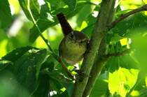 Erstmalig beobachtete ich in unserem Garten Zaunknige mit Jungen. Ein junger Zaunknig im Gebsch.