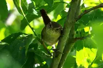 Erstmalig beobachtete ich in unserem Garten Zaunk�nige mit Jungen. Ein junger Zaunk�nig im Geb�sch.