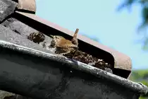 Erstmalig beobachtete ich in unserem Garten Zaunk�nige mit Jungen. Ein Elternteil auf der Suche nach Insekten f�r den Jungen.