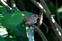 Erstmalig beobachtete ich in unserem Garten Zaunk�nige mit Jungen. Ein Elternteil h�lt Rufkontakt zu seinen Jungen.