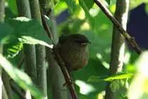 Erstmalig beobachtete ich in unserem Garten Zaunk�nige mit Jungen. Ein junger Zaunk�nig im Geb�sch.