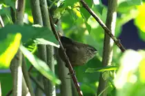 Erstmalig beobachtete ich in unserem Garten Zaunk�nige mit Jungen. Ein junger Zaunk�nig im Geb�sch.