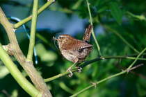 Erstmalig beobachtete ich in unserem Garten Zaunknige mit Jungen. Ein Elternteil hat Futter fr den Nachwuchs gefangen.