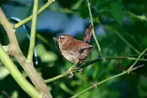 Erstmalig beobachtete ich in unserem Garten Zaunk�nige mit Jungen. Ein Elternteil hat Futter f�r den Nachwuchs gefangen.