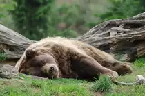 Ein m�der Kamtschatkab�r im Zoom Gelsenkirchen.