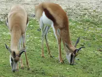 Springb�cke im Zoom Gelsenkirchen.