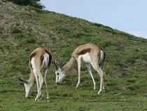 Springb�cke im Zoom Gelsenkirchen.