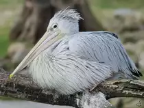 Ein R�telpelikan im Zoom Gelsenkirchen.