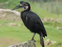 Ein N�rdlicher Hornrabe im Zoom Gelsenkirchen.