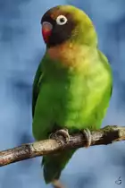 Ein Ru�k�pfchen im Zoom Gelsenkirchen.