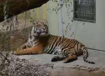 Der Malaysia-Tiger hat einen dem K�nigstiger sehr �hnlich geformten Sch�del. Die Gr��e der Tiere entspricht mit 255–275 cm (M�nnchen) und 230–255 cm (Weibchen) Im Cottbuser Zoo am 19.05.2017.