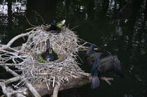 Kormoran Weibchen brtet im Nest und Mnnchen hlt Wache. Im Cottbuser Zoo am 19.05.2017.
