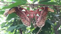 Atlas-Seidenspinner  (Attacus atlas),  auf der Insel Mainau im Schmetterlings-Haus am 01.06.2017.  Der gr��te Schmetterling der Welt.  Er stammt aus der Familie Pfauenspinner. Vorkommen  in S�d-Ost Asien, S�d China  und  Japanische  Yaeyama- Inseln.    Spannweite 25-30 cm und bis 400 cm� die gr��te Fl�geloberfl�che.  Aus den Kokons wird die Fagaraseide  hergestellt.