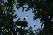 Storchennest,  bewohnt zwischen B�umen im Mendlishauser Hof bei Salem / Bodensee, 02.06.2017.