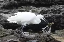 Erfolgreich fischender Silberreiher an der K�ste Lanzarotes (23.12.2016)