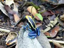 Der F�rberfrosch (Dendrobates tinctorius) im tropischen Regenwald Surinames bei Awarradam