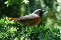 Gartenrotschwanz mit Futter fr den Nachwuchs (12.06.2017)