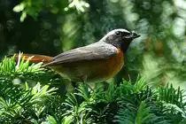 Gartenrotschwanz mit Futter f�r den Nachwuchs (12.06.2017)