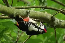 Buntspecht bei der Futtersuche. Der hing tats�chlich so unter dem Ast. (13.06.2017)