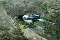 Elster mit Farbenspiel (15.06.2017)