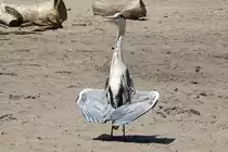 Graureiher beim Sonnenbad (15.06.2017)