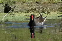 Schwimmendes Teichhuhn (15.06.2017)