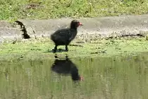 Teichhuhn K�ken (15.06.2017)