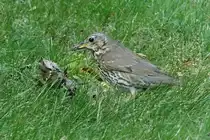 Singdrossel auf Nahrungssuche am Boden (17.06.2017)