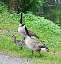 KANADA-G�NSE-PAAR MIT NACHWUCHS
Urspr�ngliches Verbreitungsgebiet NORDAMERIKA,ist sie mittlerweile die weltweit
am h�ufigsten vorkommende und auch die gr��te G�nseart,
die in Europa in  Freier Wildbahn  zu beobachten ist-kaum ein Gew�sser,wo sie
nicht ist-hier am DIERDORFER(Unterwesterwald)SCHLOSSTEICH am 18.6.2017....