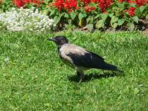 Hbscher Rabe an der Knigsburg in Budapest, 7.8.16