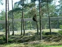 Hier zeigt es sich, dass es keinen Sinn macht sich vor Braunb�ren auf einen Baum zu retten. 2.7.2006 im Safaripark Kolm�rden.