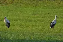  2 Jungst�rche auf Nahrungssuche auf freiem Feld.  04.09.2017