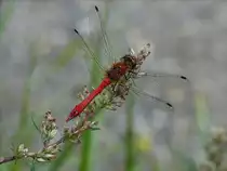 Blutrote Heidelibelle hat sich kurz auf einer Bl�te niedergelassen.  08.09.2017 