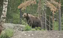 Braunb�r (Ursus arctos) in Kolm�rden in der schwedischen Landschaft �sterg�tland. Aufnahme: 21. Juli 2017.