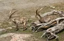 Steinb�cke (ibex) im Tierpark Kolm�rden in Schweden. Aufnahme: 21. Juli 2017.