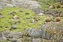 Elenantilopen (Taurotragus oryx) im Tierpark Kolm�rden in Schweden. Aufnahme: 21. Juli 2017.