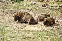 Bisons (Bos bonasus) im Kolm�rden Tierpark in �Sterg�tland in Schweden. Aufnahme: 21. Juli 2017.