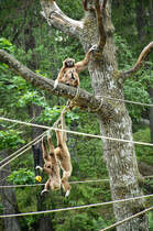 Meerkatzen im Kolmrden Tierpark in stergtland, Schweden. Aufnahme: 21. Juli 2017.
