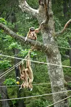 Meerkatzen im Kolm�rden Tierpark in �sterg�tland, Schweden. Aufnahme: 21. Juli 2017.