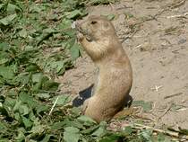 Ein Prriehund (Cynomus ludovicianus) beim tglichen Fressen am 2.7.2006 im Tierpark Kolmrden.
