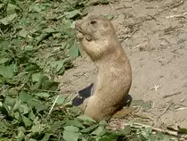 Ein Pr�riehund (Cynomus ludovicianus) beim t�glichen Fressen am 2.7.2006 im Tierpark Kolm�rden.
