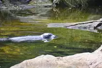 Kegelrobbe (Halichoerus grypus) im Bohusl�ner Sch�renhof in Schweden. Aufnahme: 25. Juli 2017.