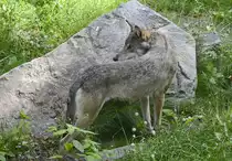 Ein Wolf im Wildtiergebiet von Skansen in Stockholm - Schweden. Aufnahme: 25. Juli.
13.09.2017 Hans Christian Davidsen