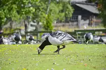 Wei�wangengans (Branta leucopsis) im Freilichtmuseum Skansen in Stockholm. Aufnahme: 25. Juli 2017.