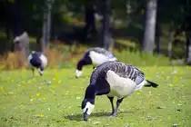 Wei�wangengans (Branta leucopsis) im Freilichtmuseum Skansen in Stockholm. Aufnahme: 25. Juli 2017.