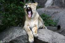 Diese Bei�erchen im Nacken....da ist dann Ende. Indische L�win.