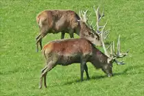 Rothirsche beim �sen unterhalb der Bergstation der Pf�nderbahn.  08.09.2017  (Jeanny)