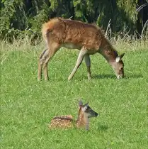 Rothirsch Jungtiere beim �sen unterhalb der Bergstation der Pf�nderbahn.  08.09.2017  (Jeanny)