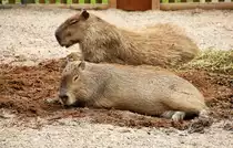 Das Capybara oder Wasserschwein (Hydrochoerus hydrochaeris) ist eine S�ugetierart aus der Familie der Meerschweinchen (Caviidae). Die Tiere wurde im Kolm�rden (Schweden) aufgenommen. Aufnahme: 22. Juli 2017.

Nagetiere - Meerschweinverwandte - Capybara