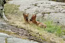 Waldhunde (Speothos venaticus) im Tierpark Kolm�rden in Schweden. Aufnahme: 22. Juli 2017.